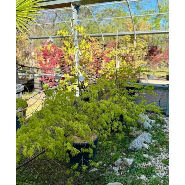 ACER PALMATUM DISSECTUM 