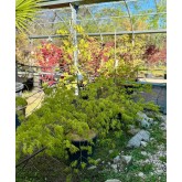 ACER PALMATUM DISSECTUM 