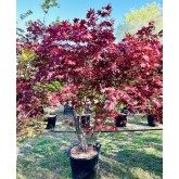 ACER PALMATUM ATROPURPUREA
