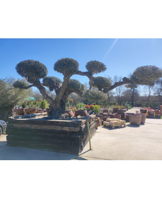 OLIVO EUROPERA MALLA BONSAI 001