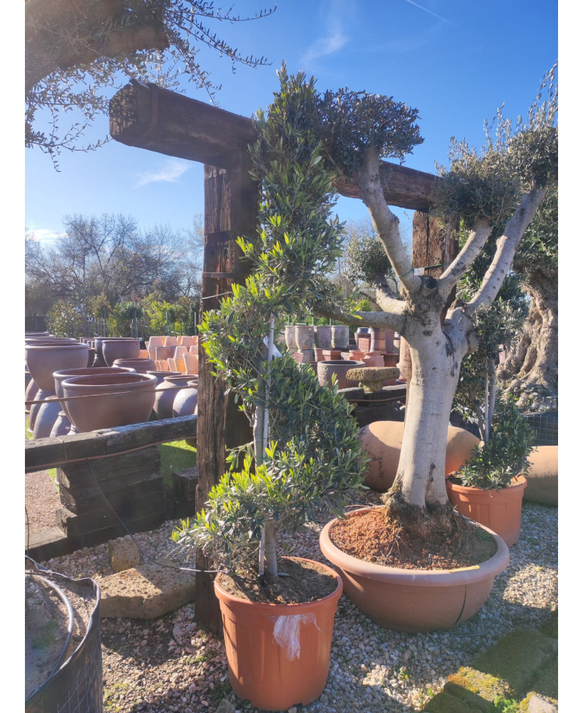 OLIVO EUROPEA SPYRAL 009