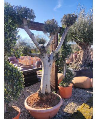 OLIVO BONSAI TARRINA 008