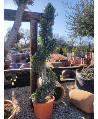 OLIVO EUROPEA SPYRAL 007