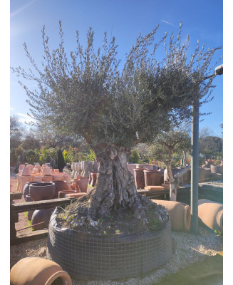 OLIVO 006