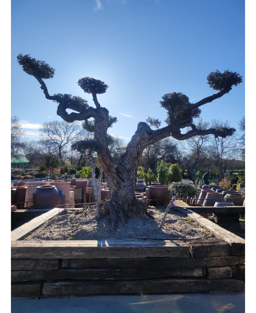 OLIVO EUROPEA MALLA BONSAI 004