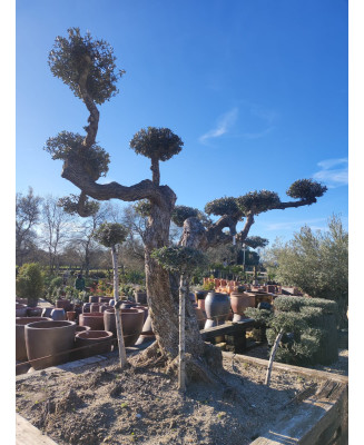 OLIVO EUROPEA MALLA BONSAI 004