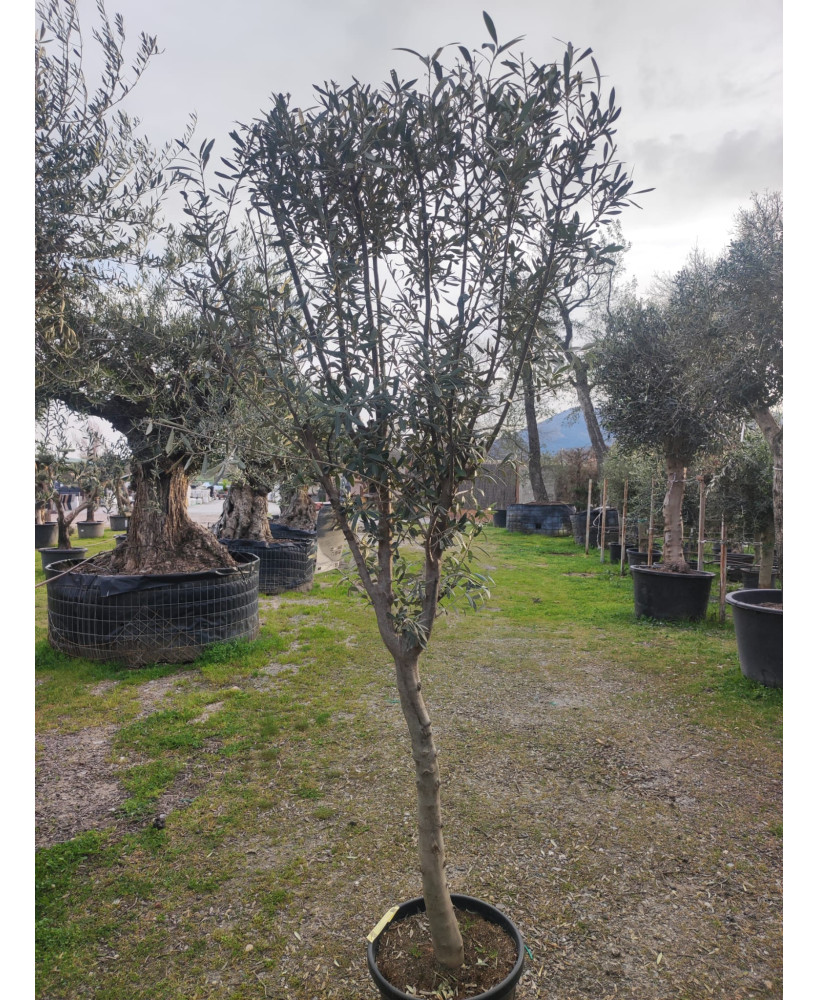 OLIO 12/14 042