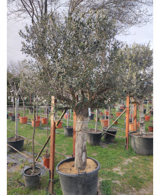 OLIVO ARBEQUINA PORTUGUES   045