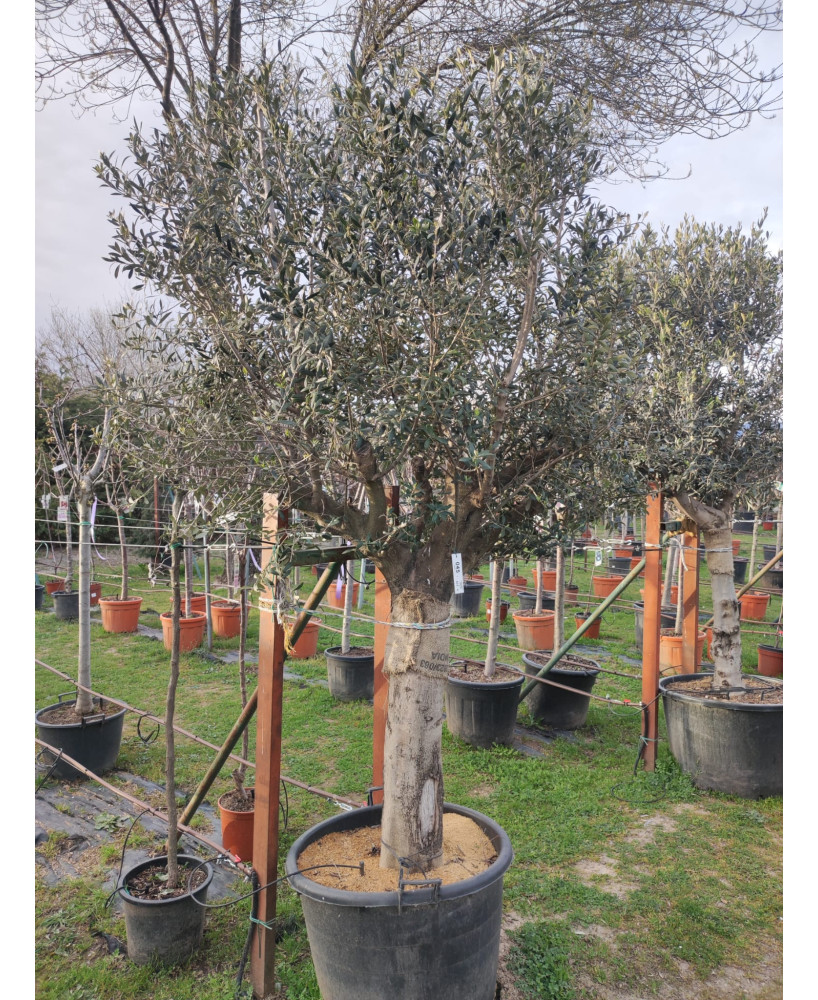 OLIVO ARBEQUINA PORTUGUES   045