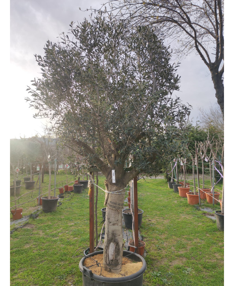 OLIVO ARBEQUINA PORTUGUES   045