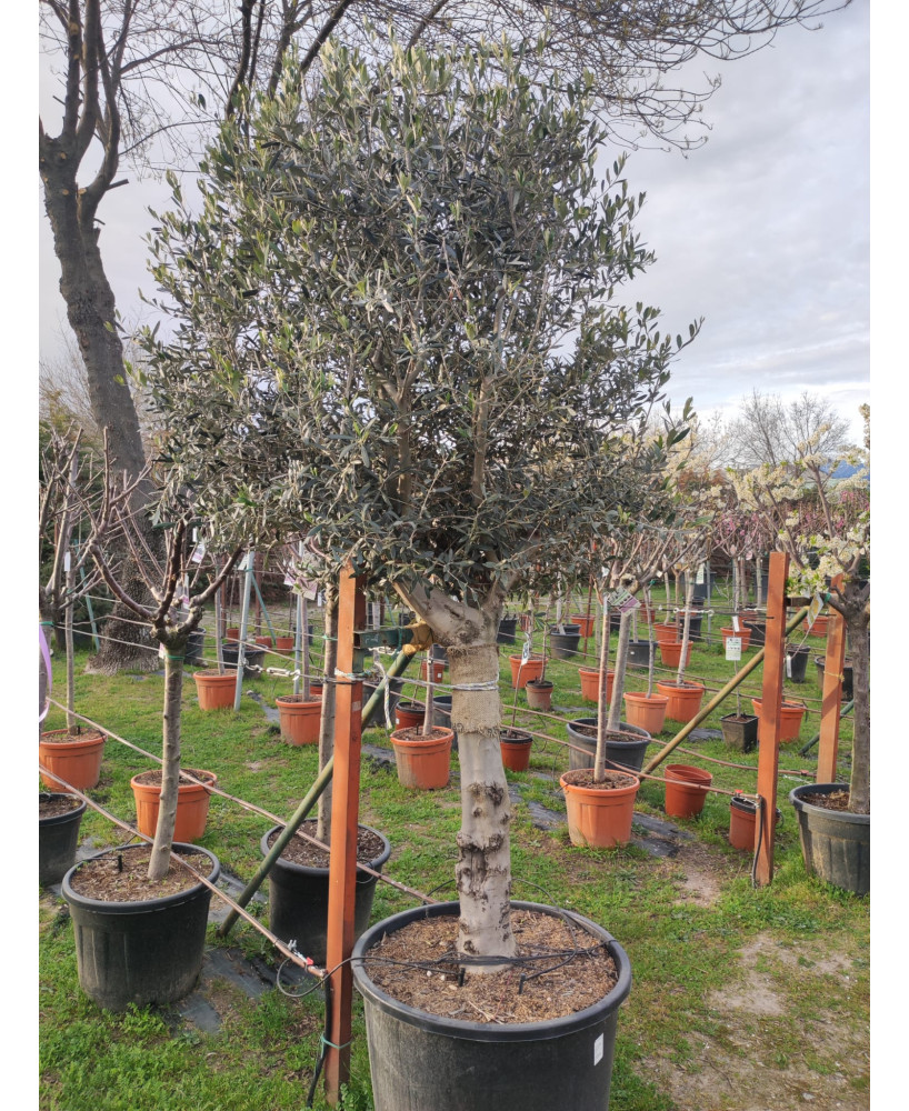 OLIVO 046