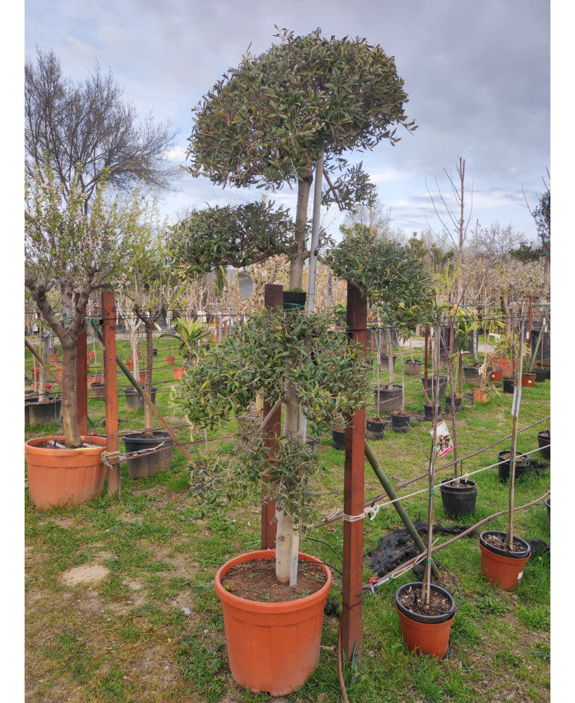 OLIVO BONSAI  047
