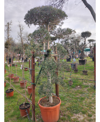OLIVO BONSAI  048