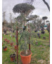 OLIVO BONSAI  048