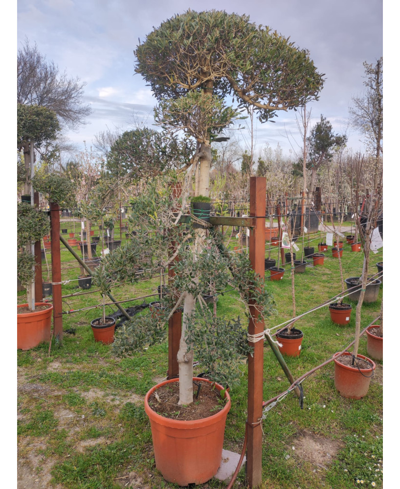 OLIVO BONSAI  048