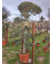 OLIVO BONSAI  048