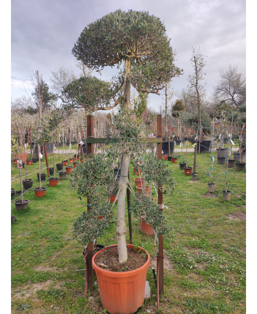 OLIVO BONSAI  048