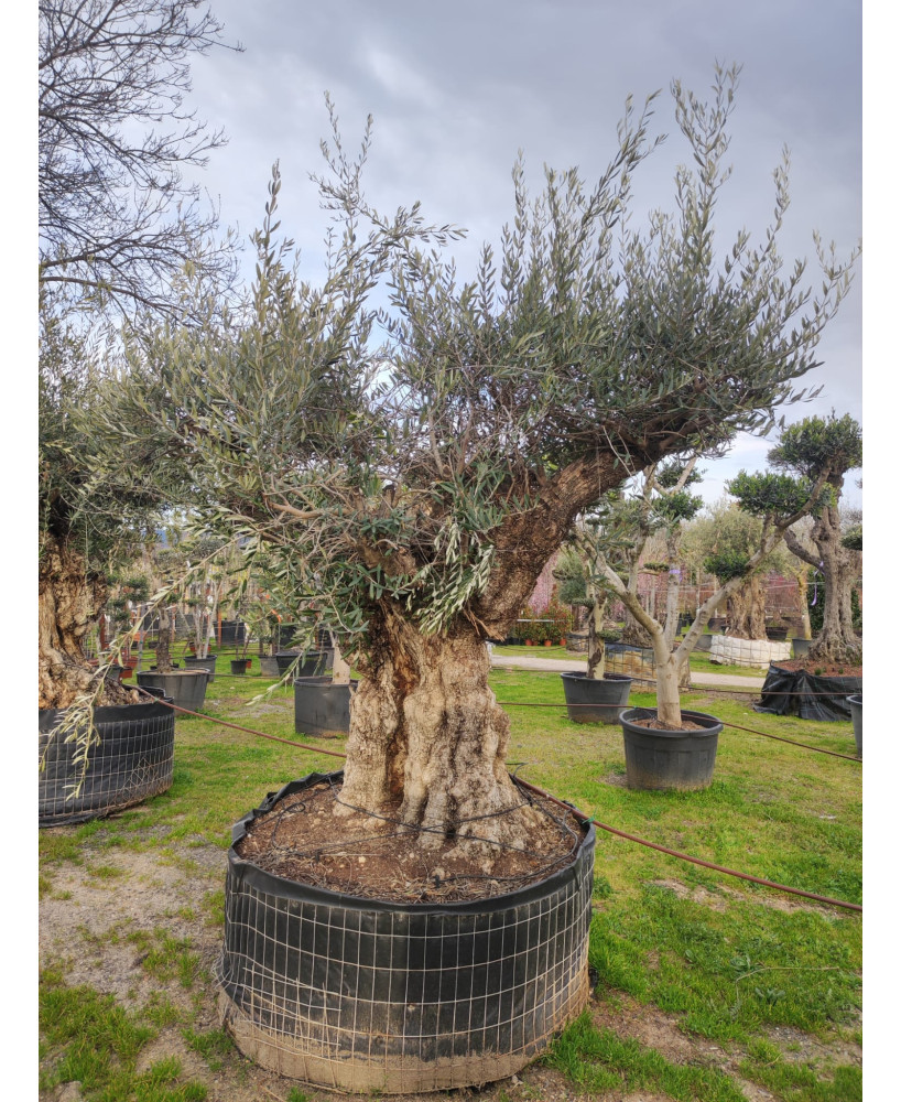 OLIVO EJEMPLAR 052