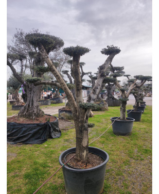 OLIVO PLATO ABERQUINA 062