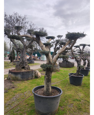 OLIVO PLATO ABERQUINA 063