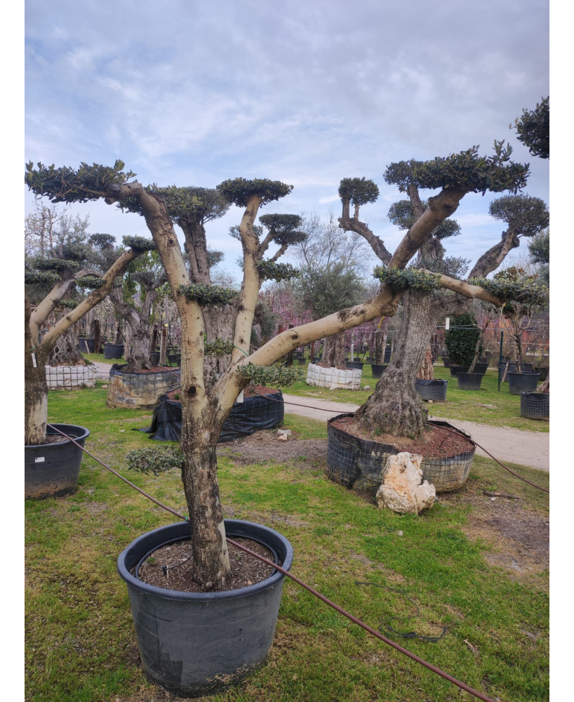 OLIVO PLATO ABERQUINA 064