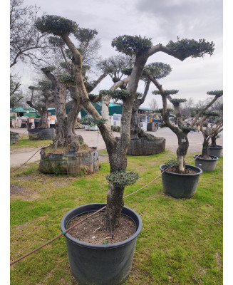 OLIVO PLATO ABERQUINA 064