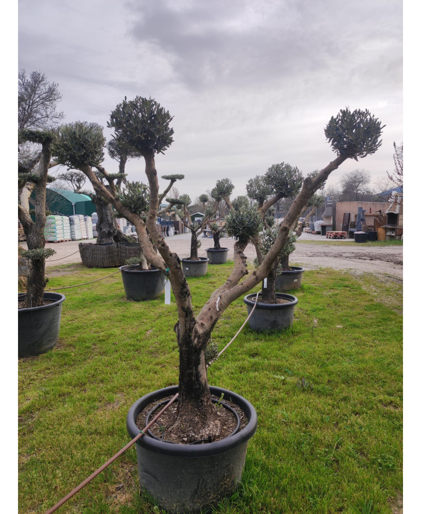 OLIVO MULTIBOLA YECLA 056