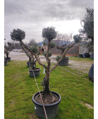 OLIVO MULTIBOLA YECLA 056