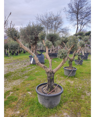 OLIVO MULTIBOLA YECLA 054