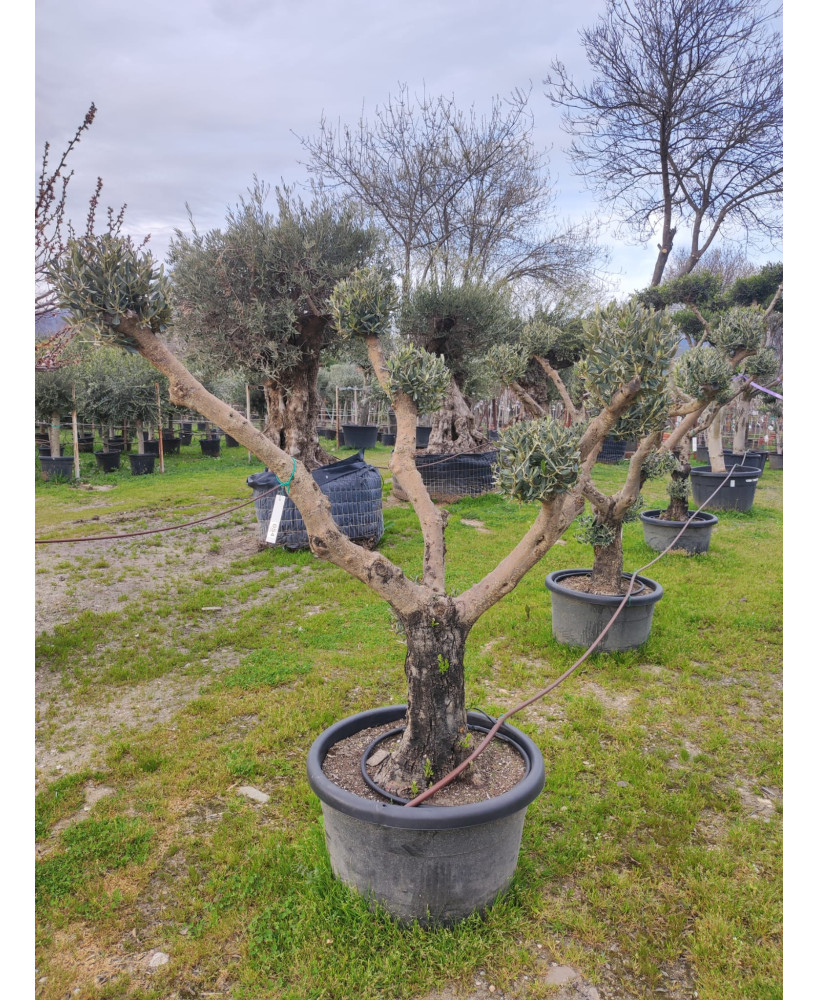 OLIVO MULTIBOLA YECLA 054