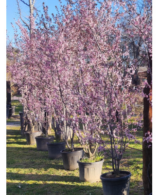 PRUNUS PISSARDII