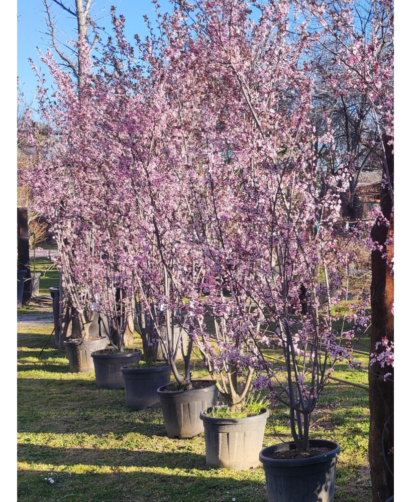 PRUNUS PISSARDII