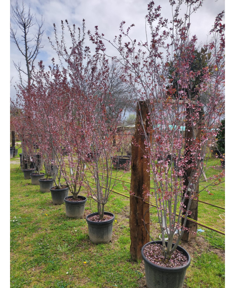 PRUNUS PISSARDII