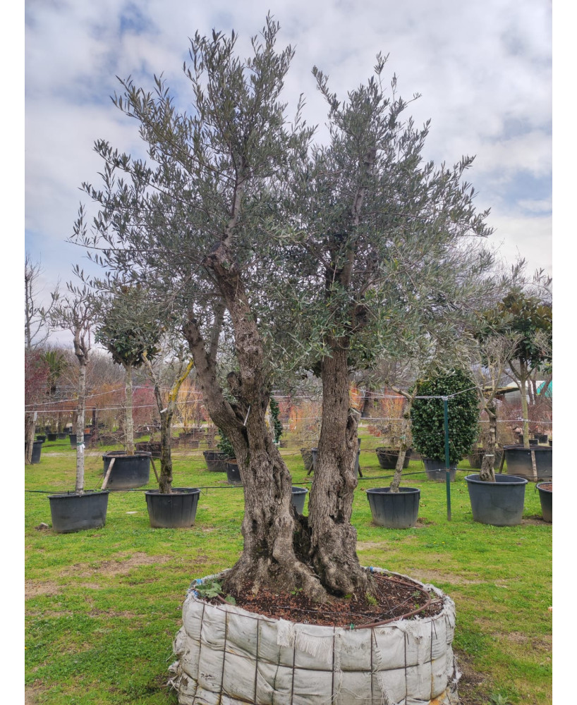 OLIVO 080