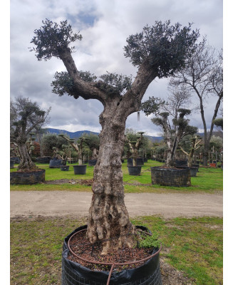 OLIVO ALTOS MALLA 081