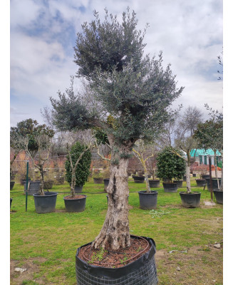 OLIVO ALTOS MALLA 082