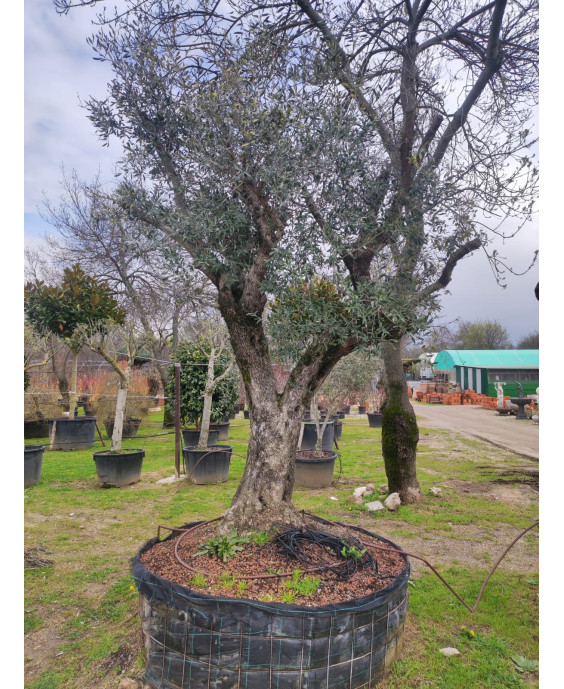 OLIVO 084
