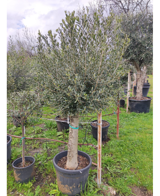 OLIVO INTENSIVO 035