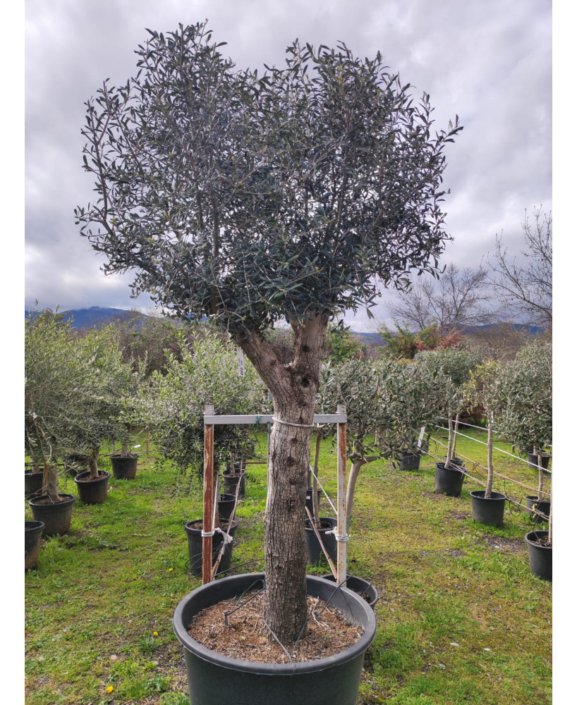 OLIVO ARBEQUINA 038 OLIVO ARBEQUINA 038