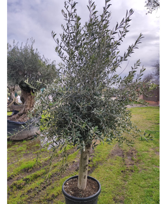 OLIVO INTENSIVO 036