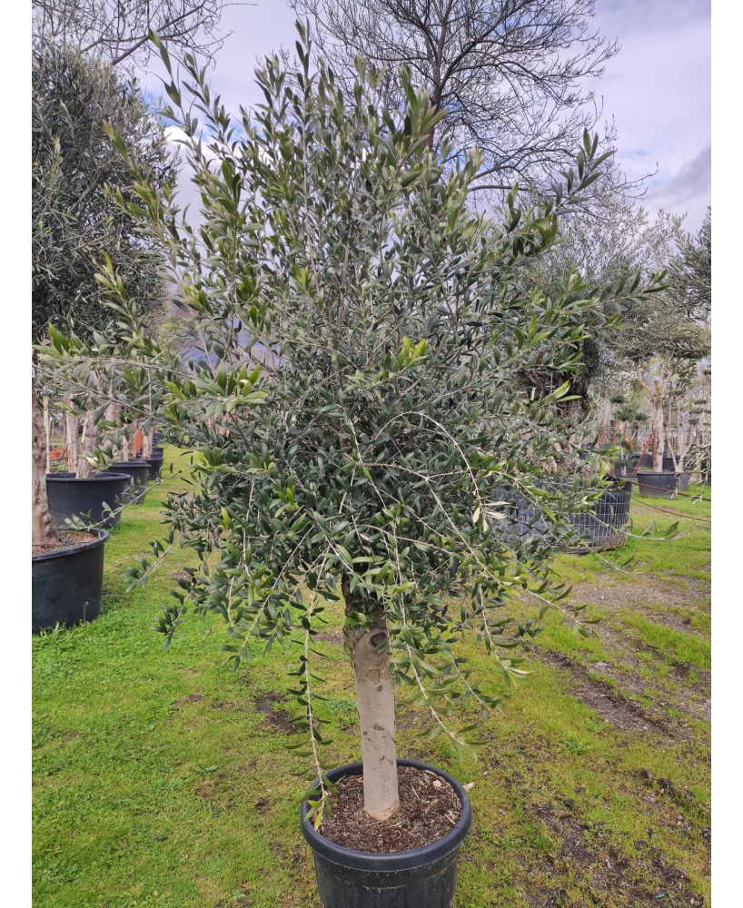 OLIVO INTENSIVO 036