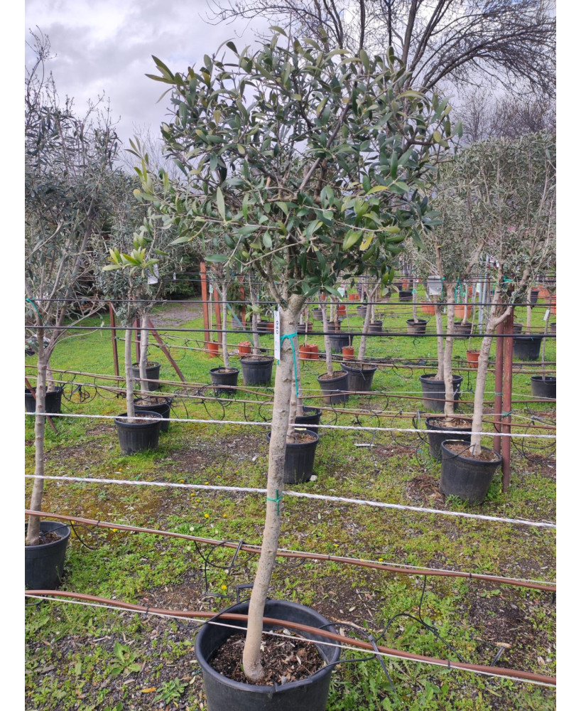OLIVO 040