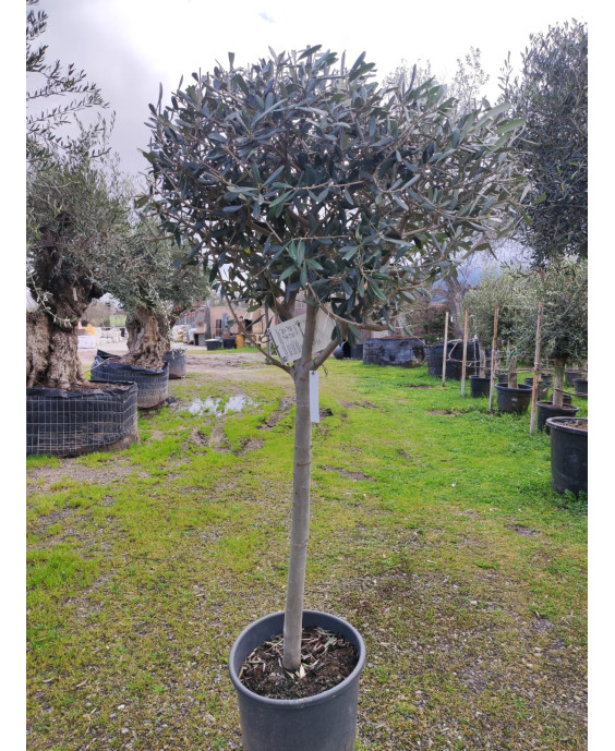 OLIVO 039