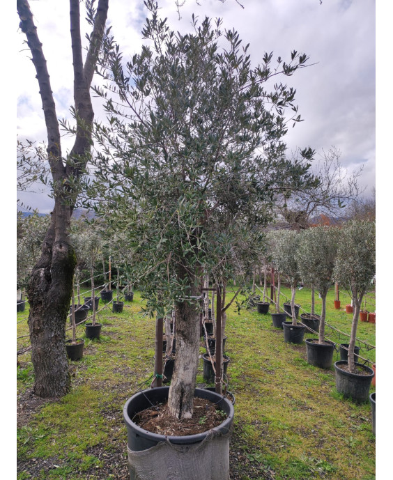 OLIVO 043