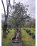 OLIVO 043