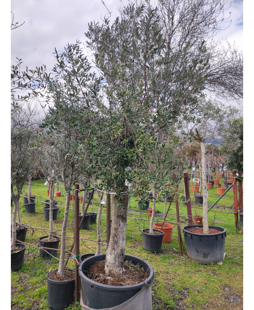 OLIVO 043