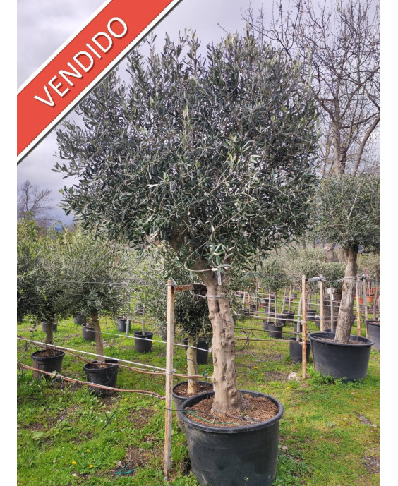 OLIVO 106
