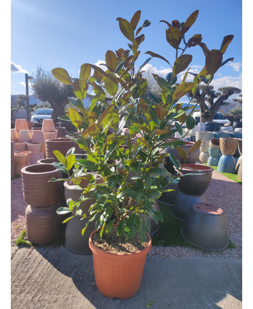MAGNOLIA GRANDIFLORA 001