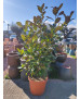 MAGNOLIA GRANDIFLORA 001