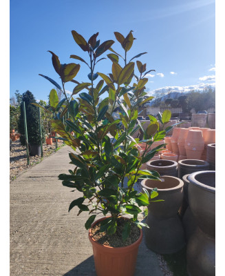 MAGNOLIA GRANDIFLORA 001